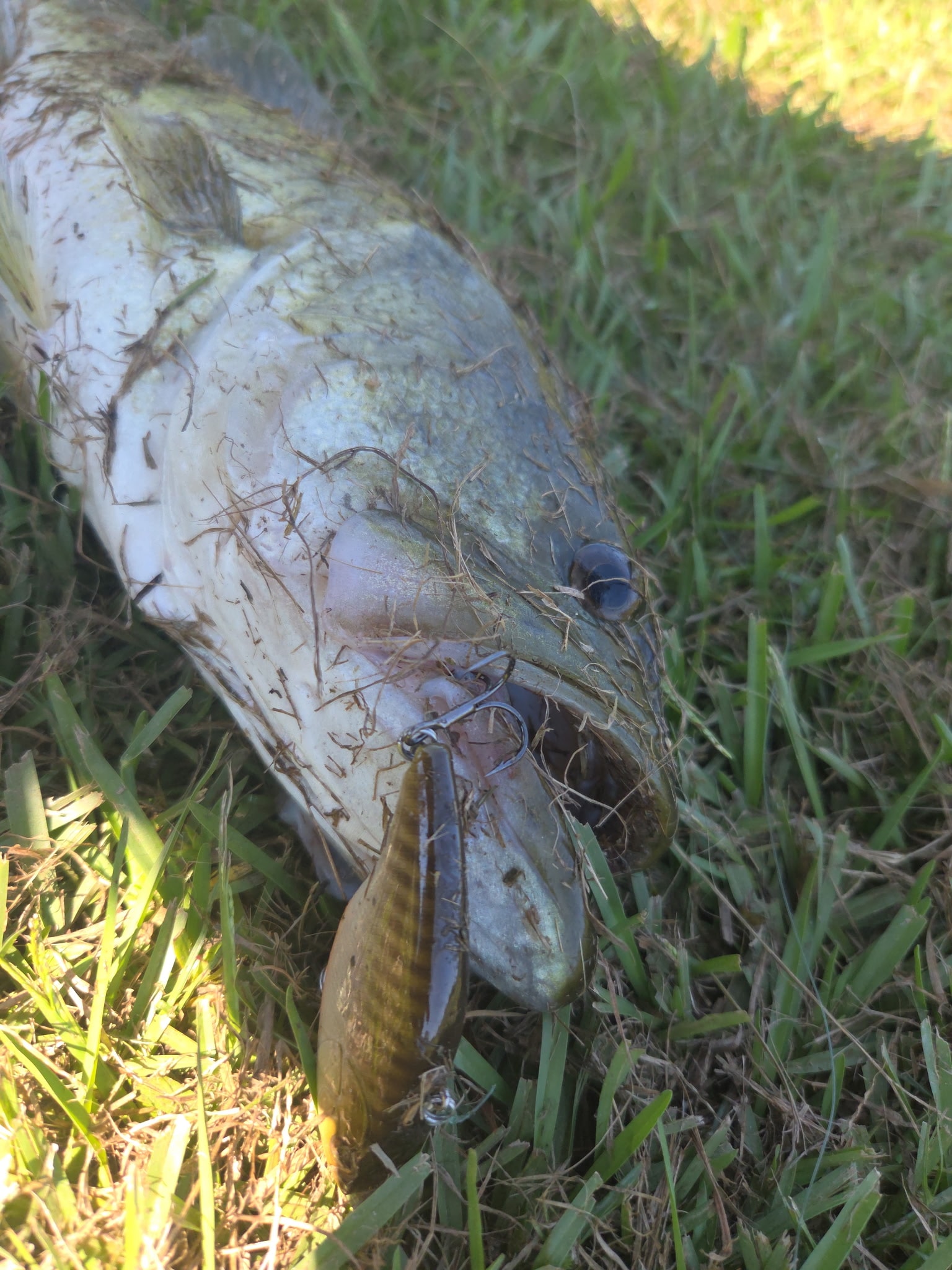 Grass Bass