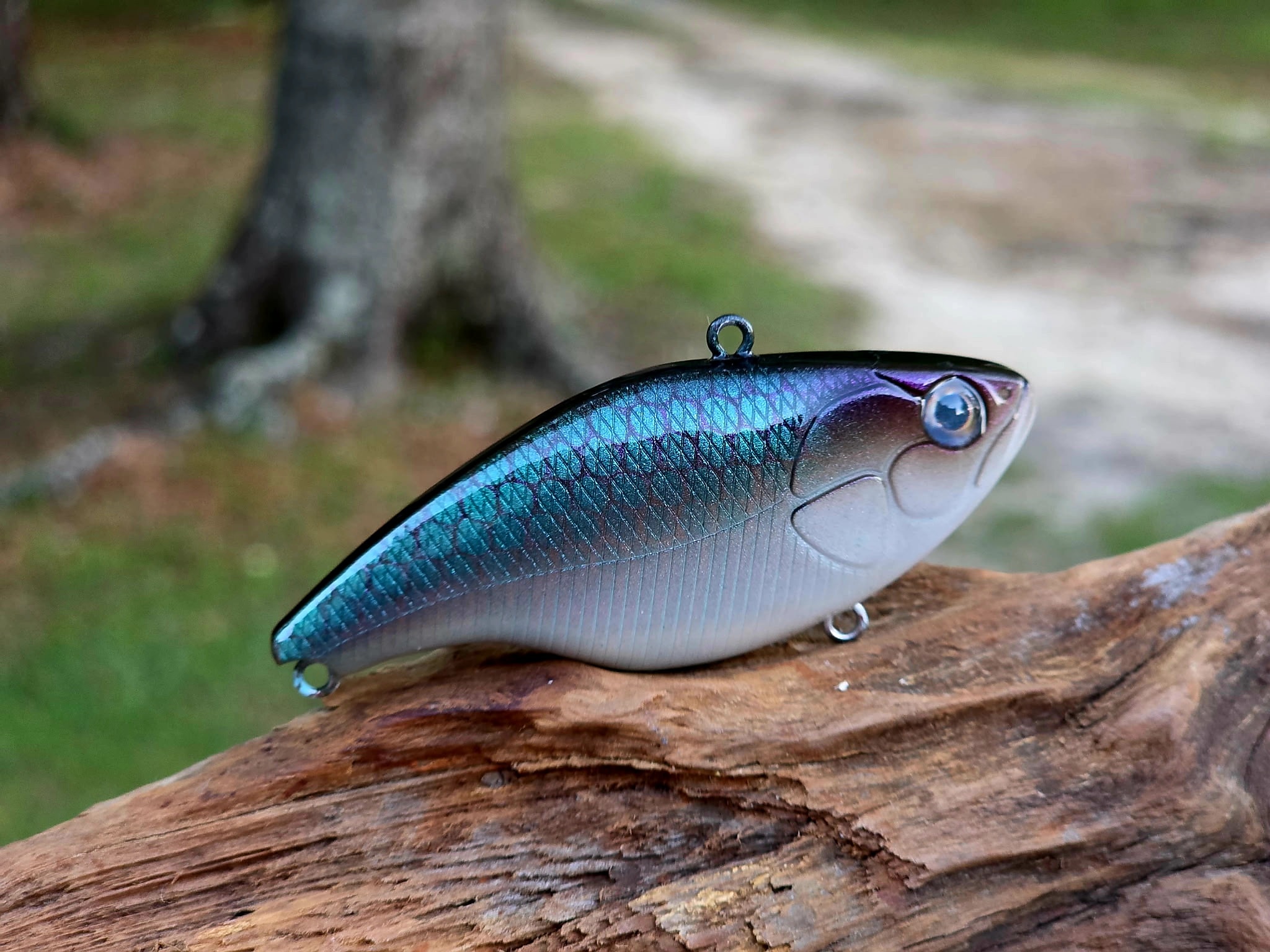 Threadfin Shad