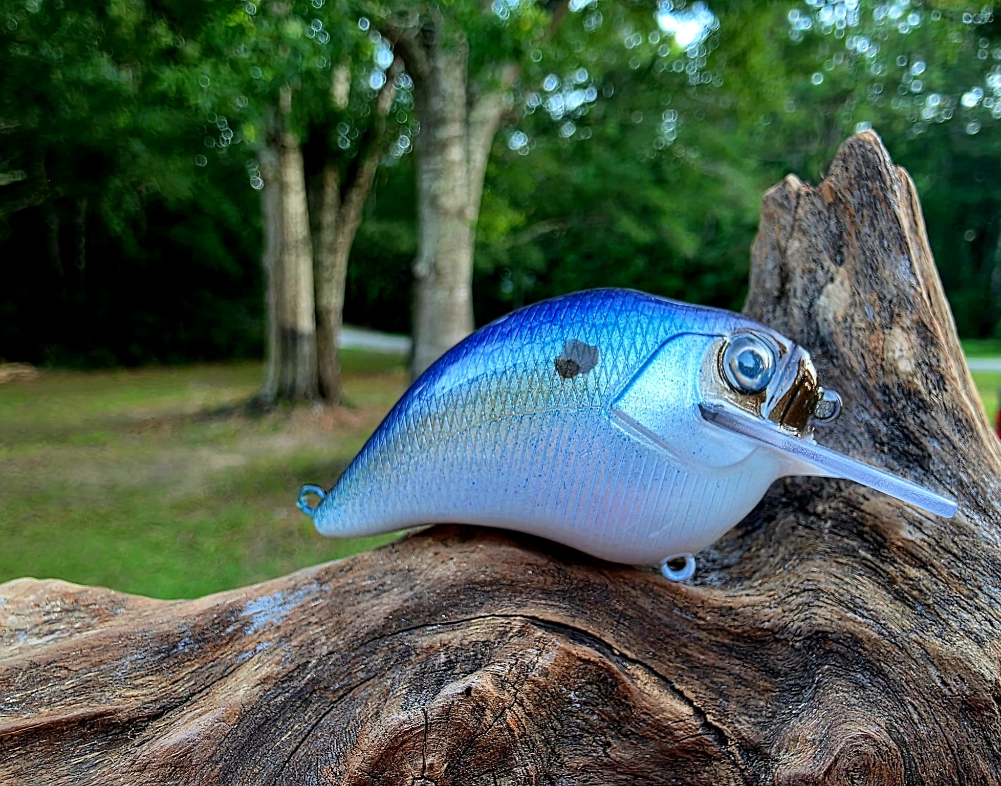 Squarebill