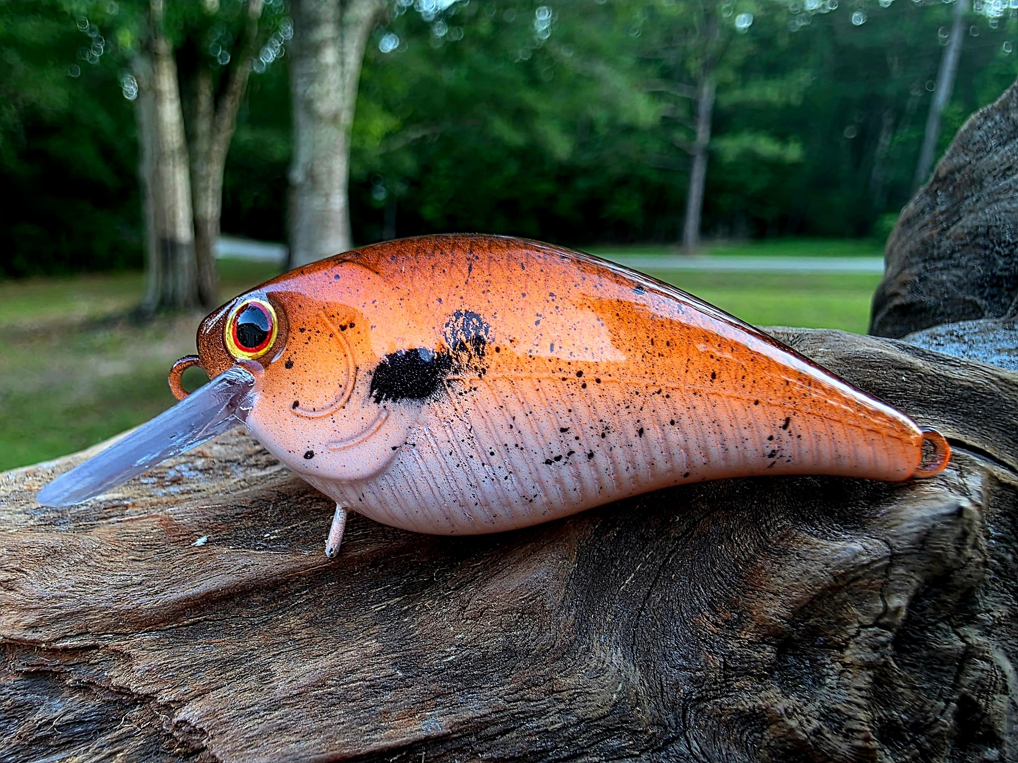 Squarebill