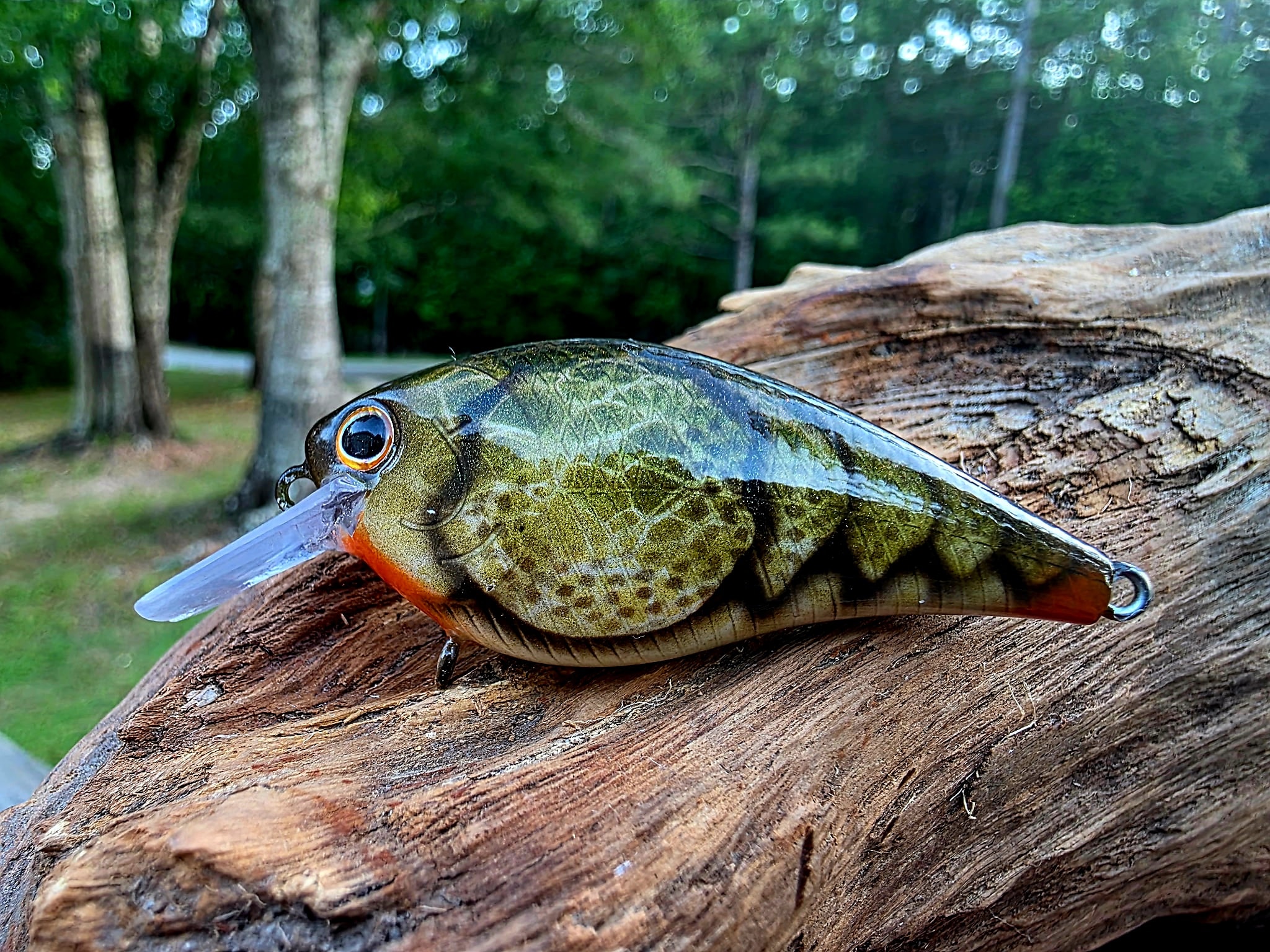 Squarebill