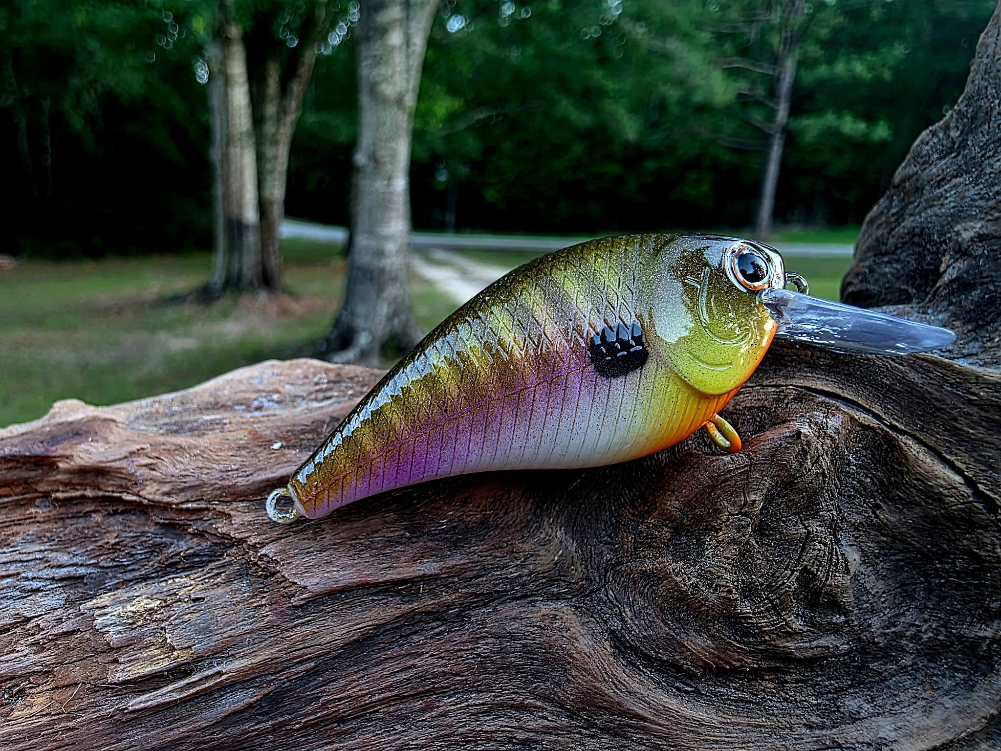 Squarebill