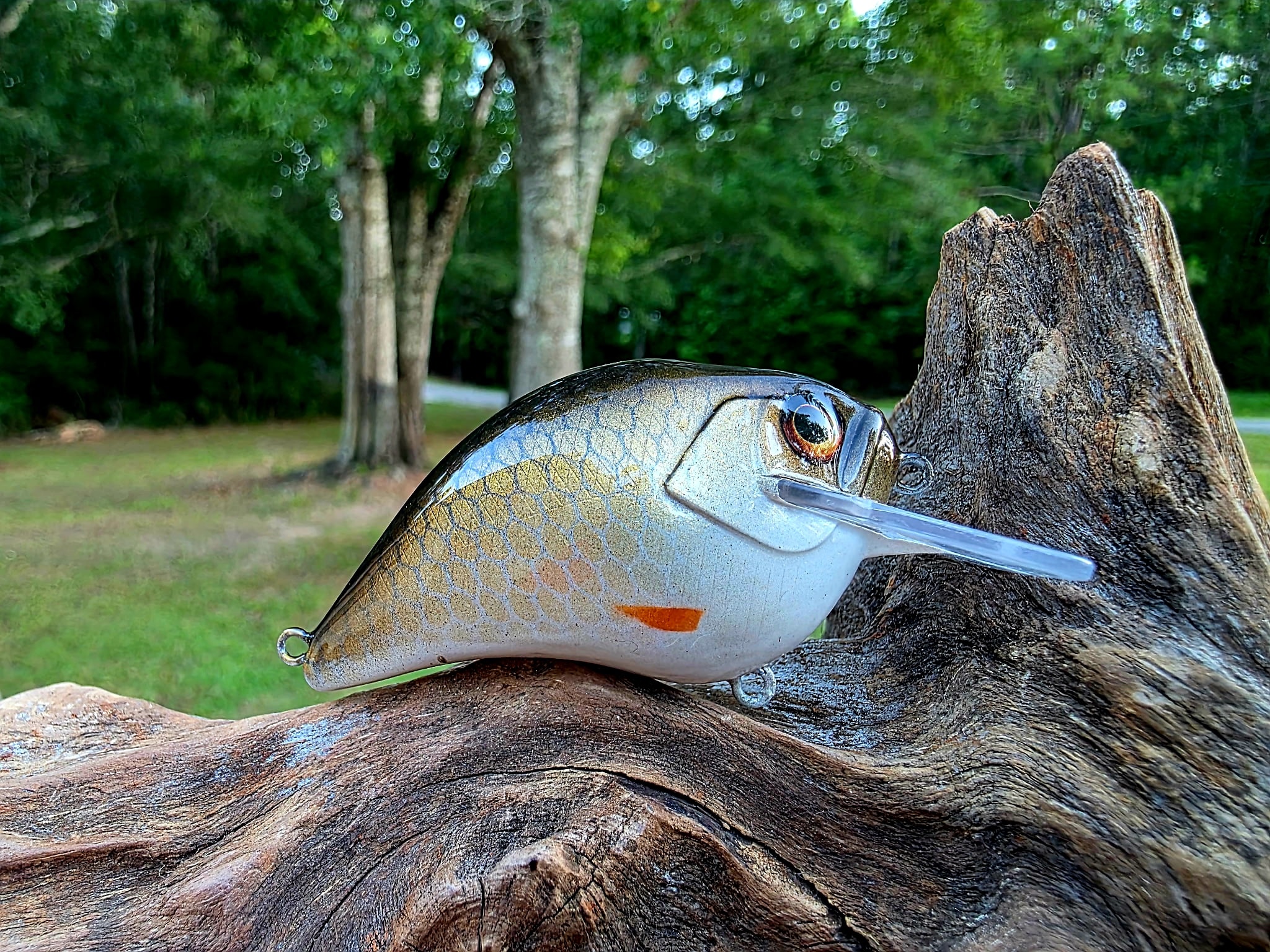 Squarebill