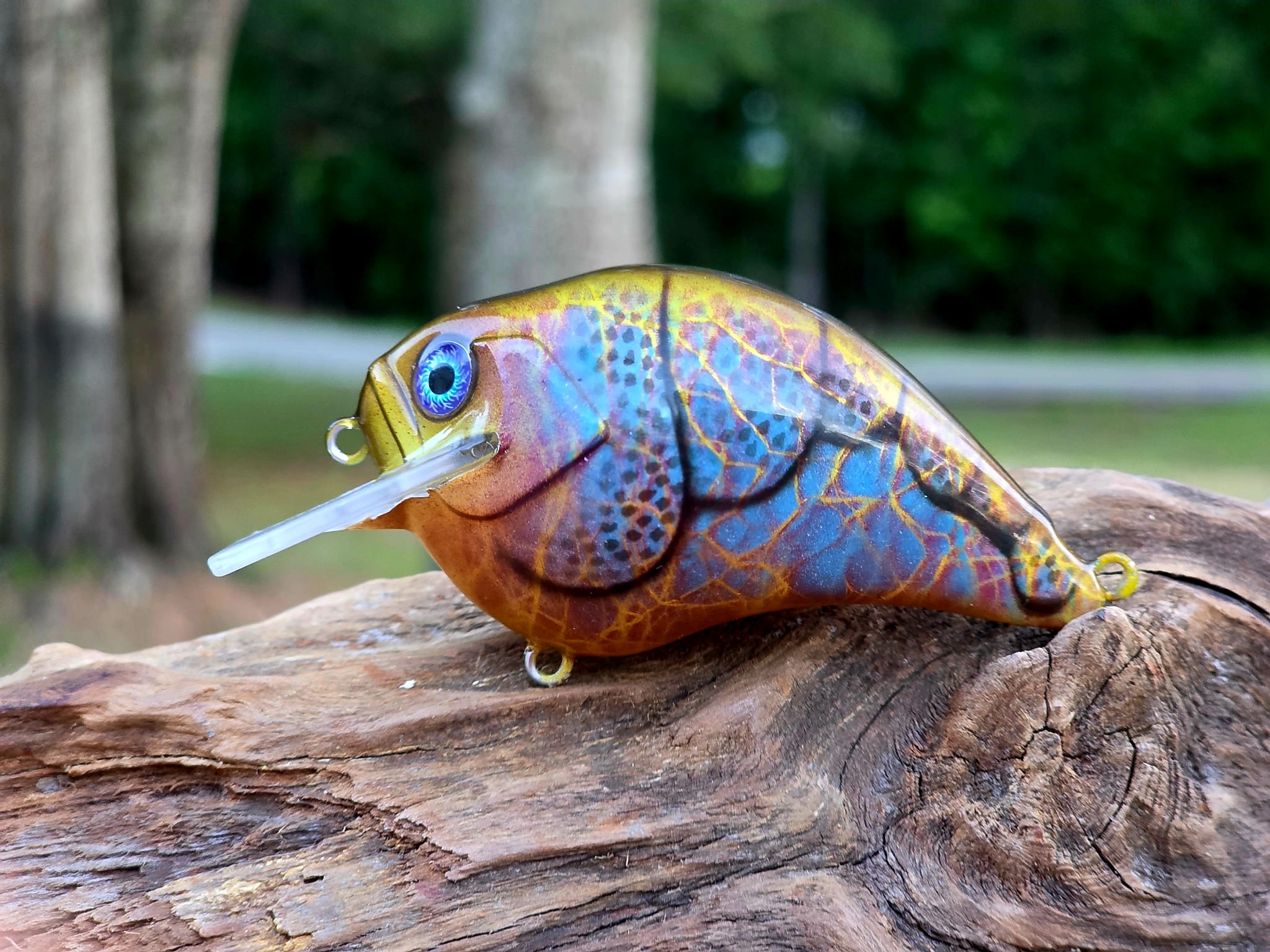 Squarebill